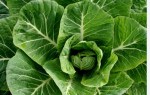 Fresh cabbage is hearty, nutritious, and delicious!
