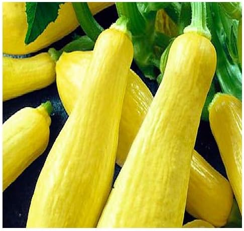 Yellow Summer Squash
