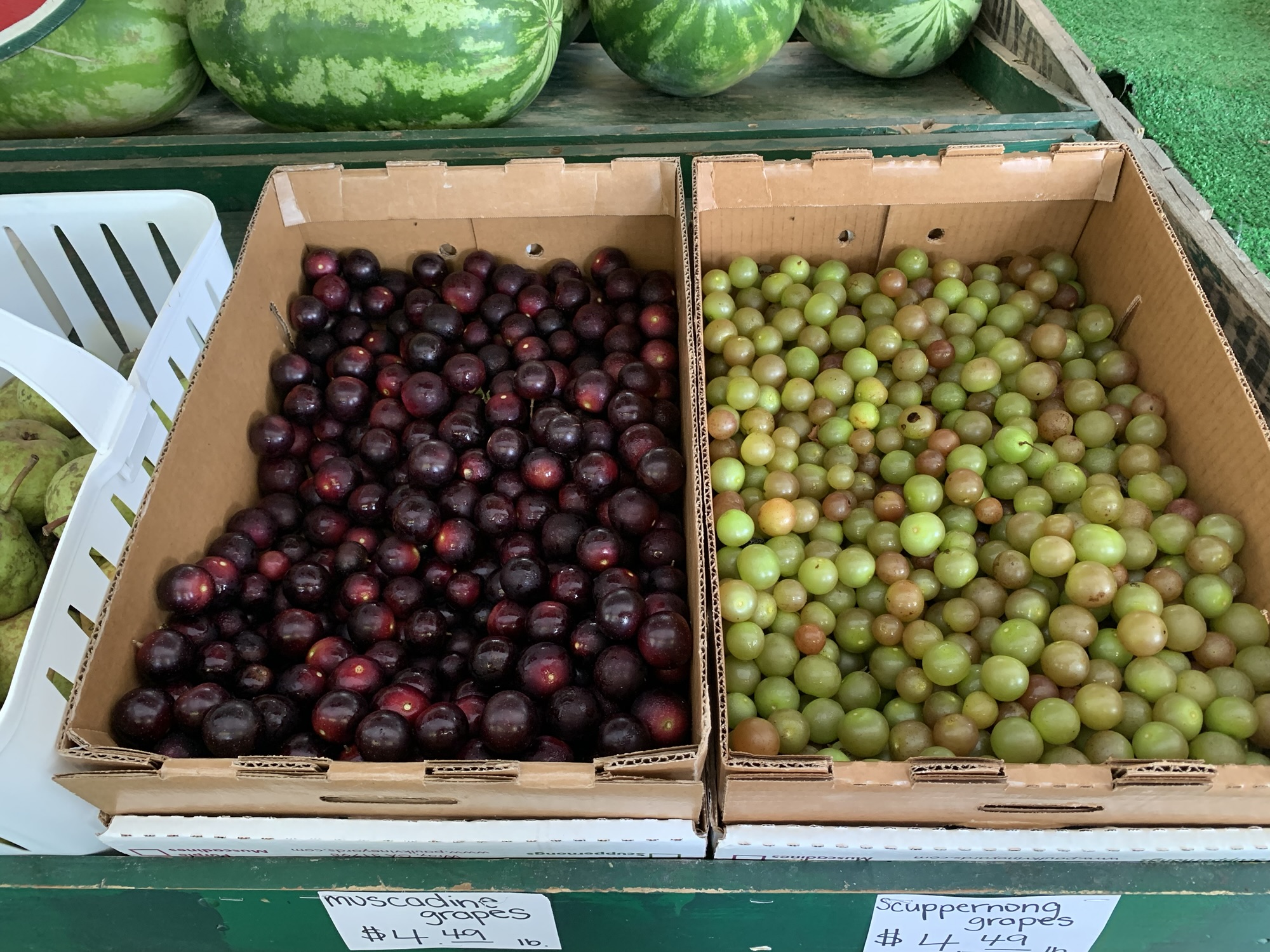 Carolina Muscadine Grapes, Wines & Vineyards